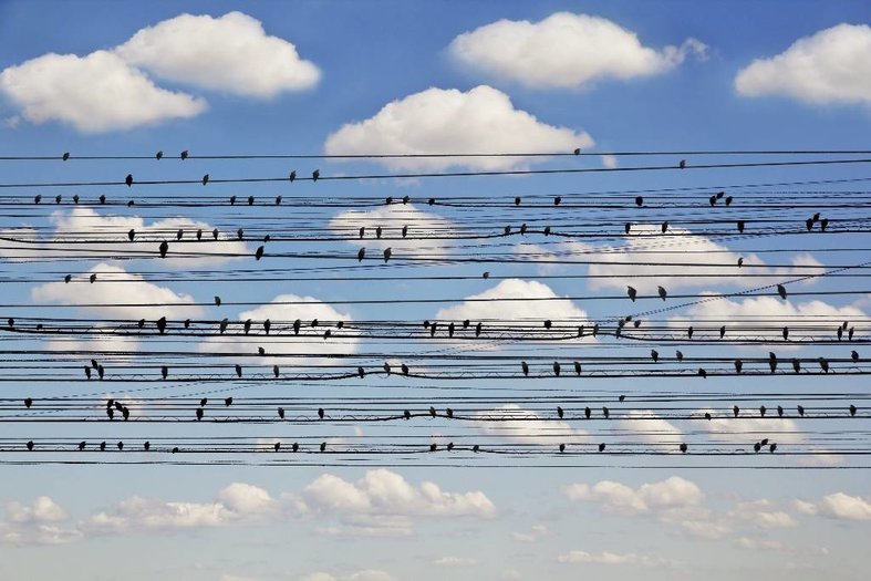 KAKY ART - Concerto for birds - kaky