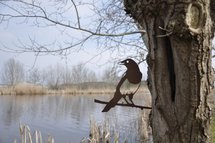 Metalbird - Ekster
