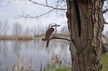 Metalbird - Kookaburra