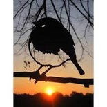 Metalbird - Roodborstje