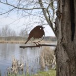 Metalbird - Roodborstje
