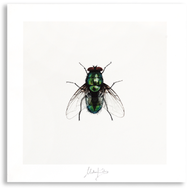 FLY Kunstposter - Vlieg