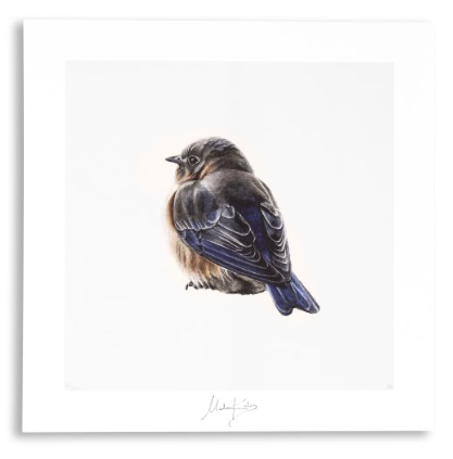 PURE Kunstposter - Vogeltje