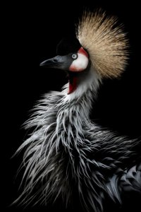 KAKY ART - Crowned Crane's Portrait