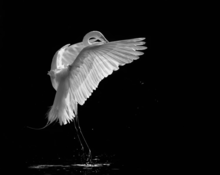 KAKY ART - Portrait of a great white egret