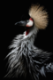 KAKY ART - Crowned Crane's Portrait
