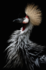 KAKY ART - Crowned Crane's Portrait_